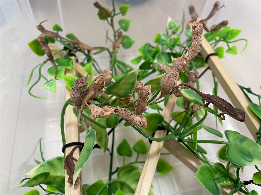 f:id:fandk1017:20211222165144j:image f:id:fandk1017:20211222165144j:image