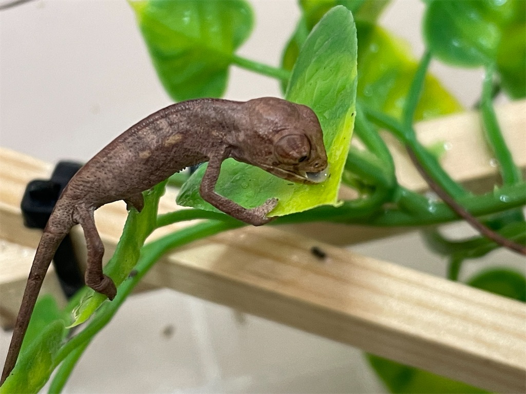 f:id:fandk1017:20211222165147j:image f:id:fandk1017:20211222165147j:image