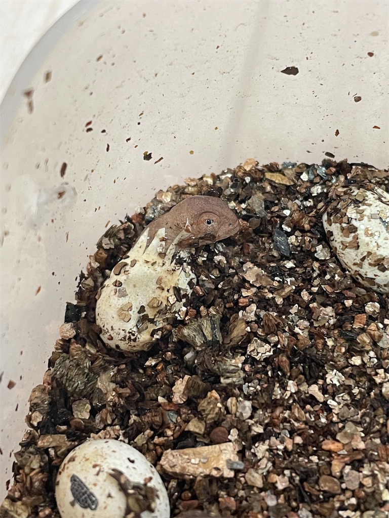 f:id:fandk1017:20211222165359j:image f:id:fandk1017:20211222165359j:image