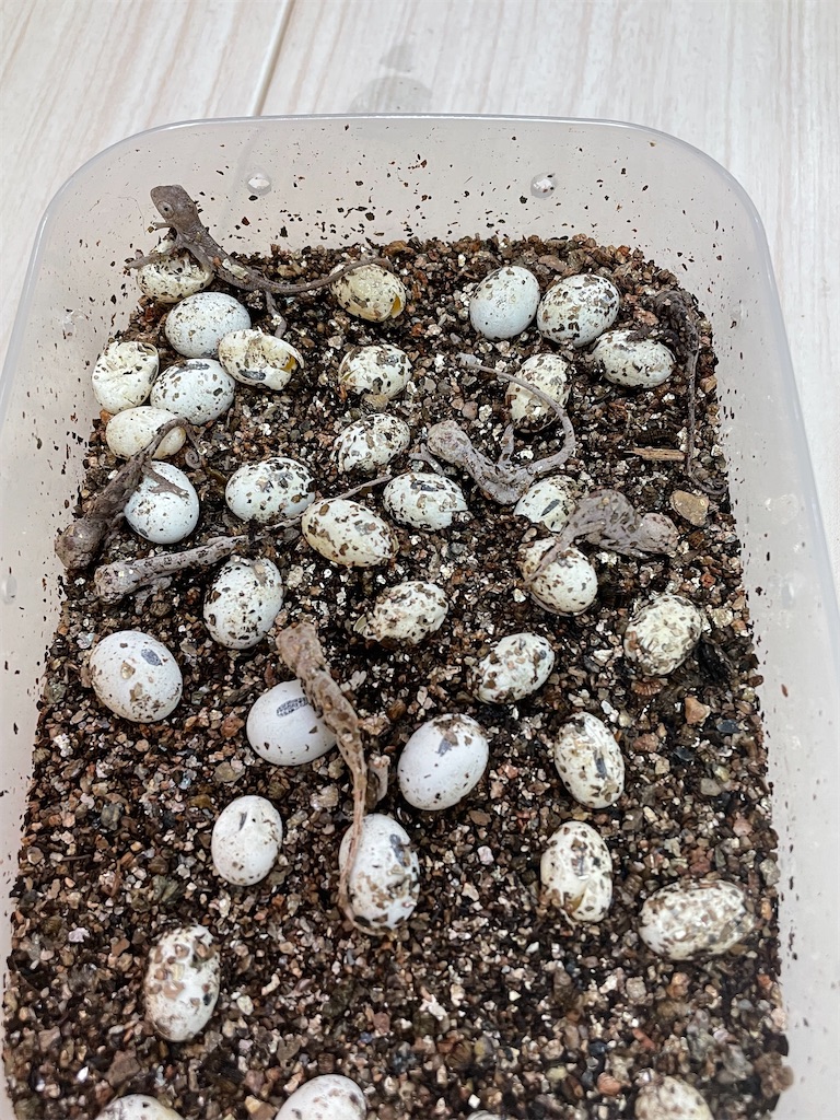 f:id:fandk1017:20211222165423j:image f:id:fandk1017:20211222165423j:image