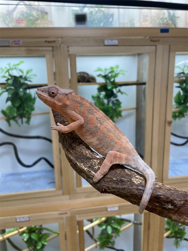 f:id:fandk1017:20231023152338j:image