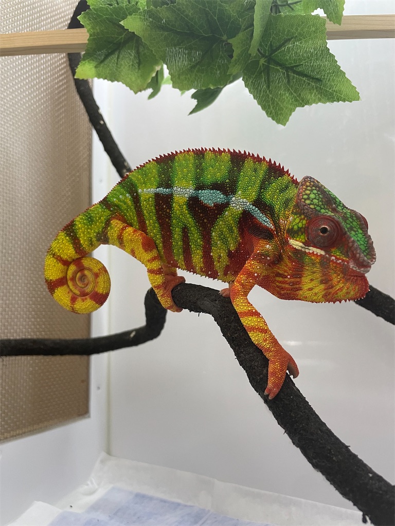 f:id:fandk1017:20231023152356j:image