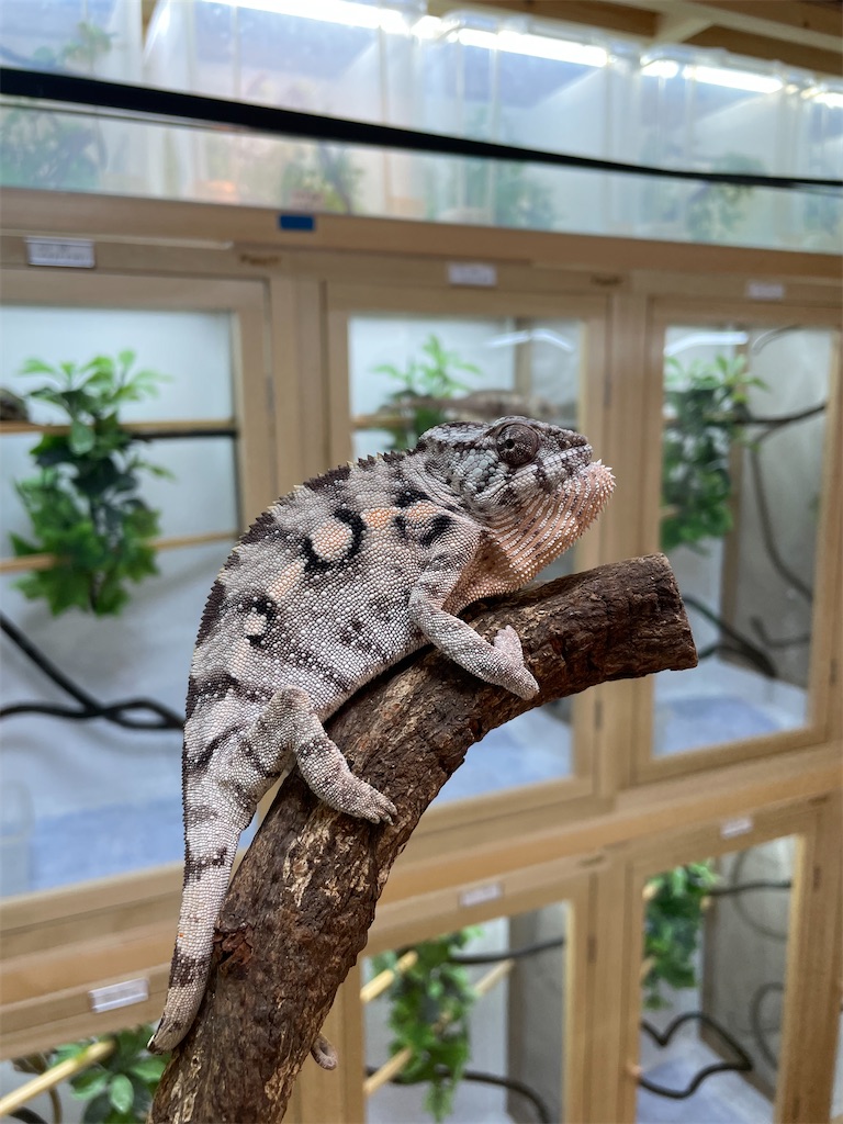 f:id:fandk1017:20231023152415j:image