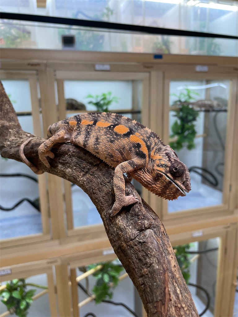 f:id:fandk1017:20231023152418j:image