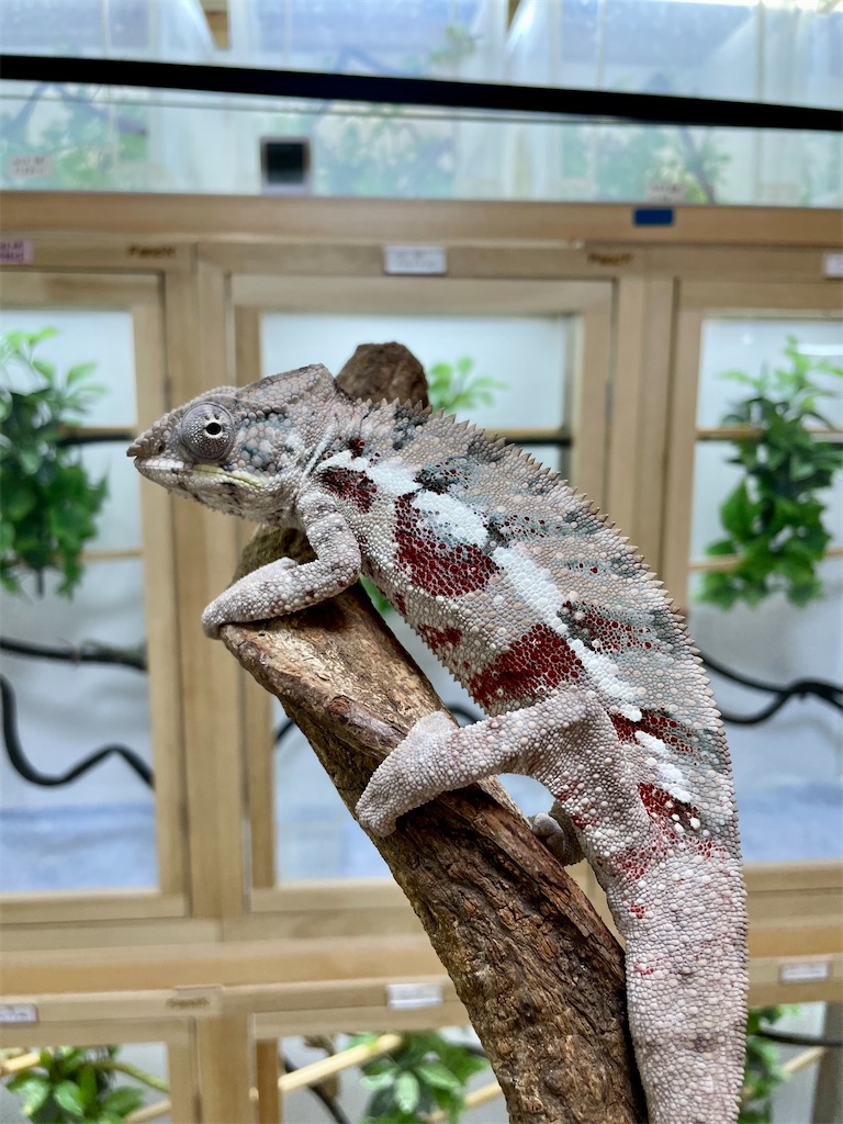 f:id:fandk1017:20231023220059j:image