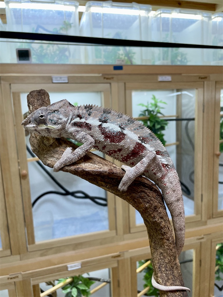 f:id:fandk1017:20231023220105j:image