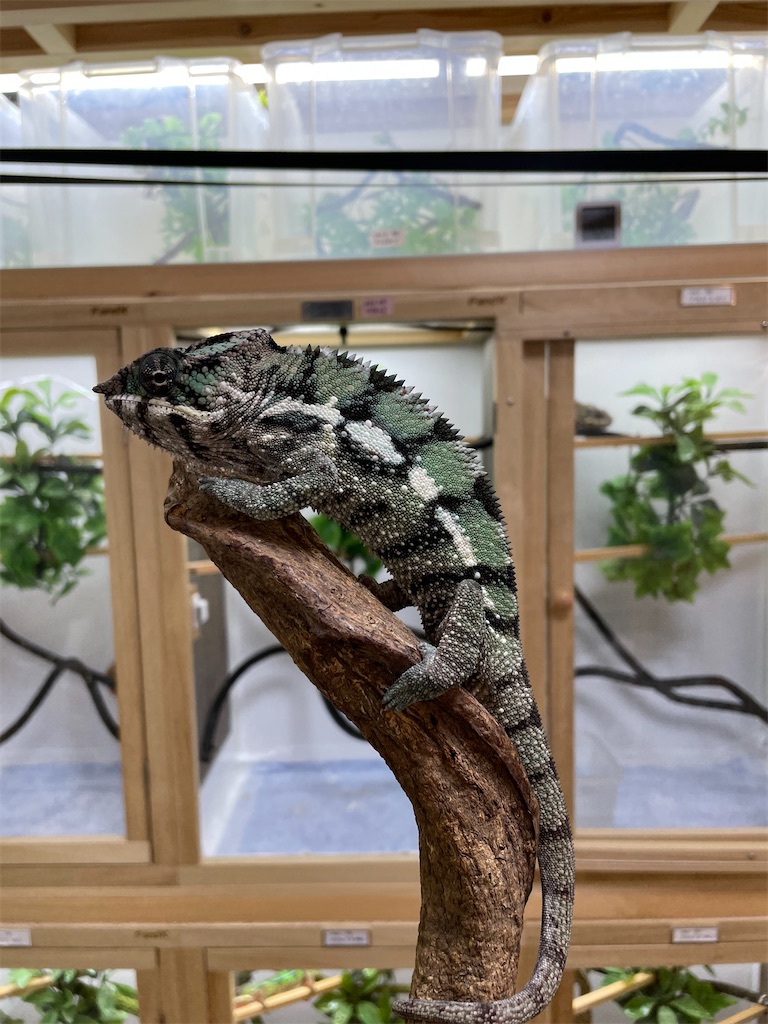 f:id:fandk1017:20231023220124j:image