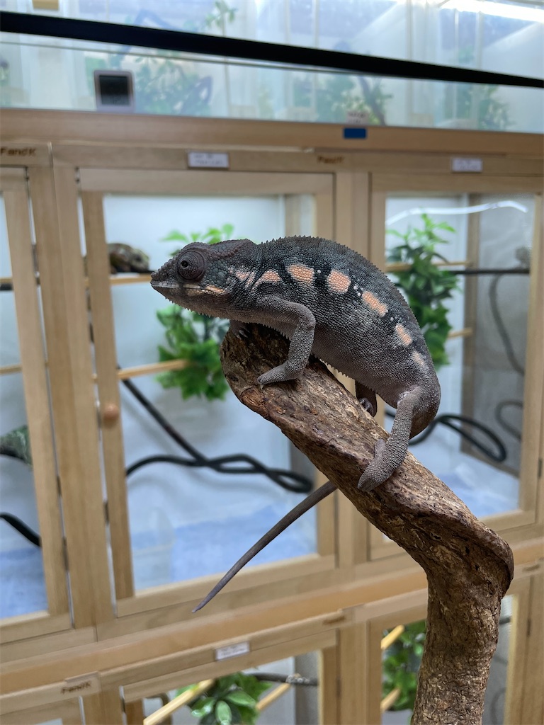 f:id:fandk1017:20231023220224j:image