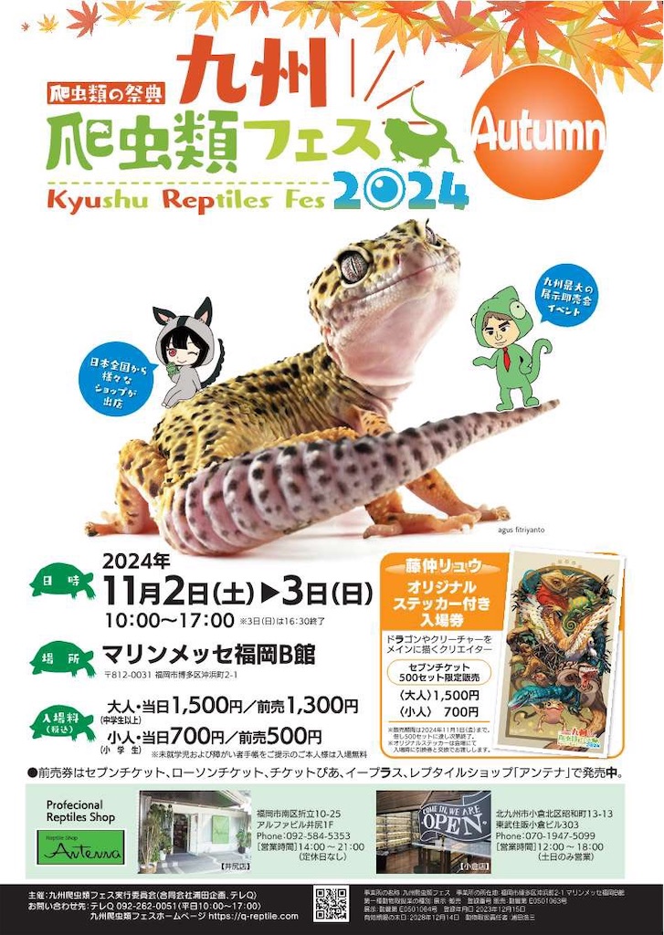 11月2.3日九州爬虫類フェス出展致します！ - F and K 爬虫類・小動物