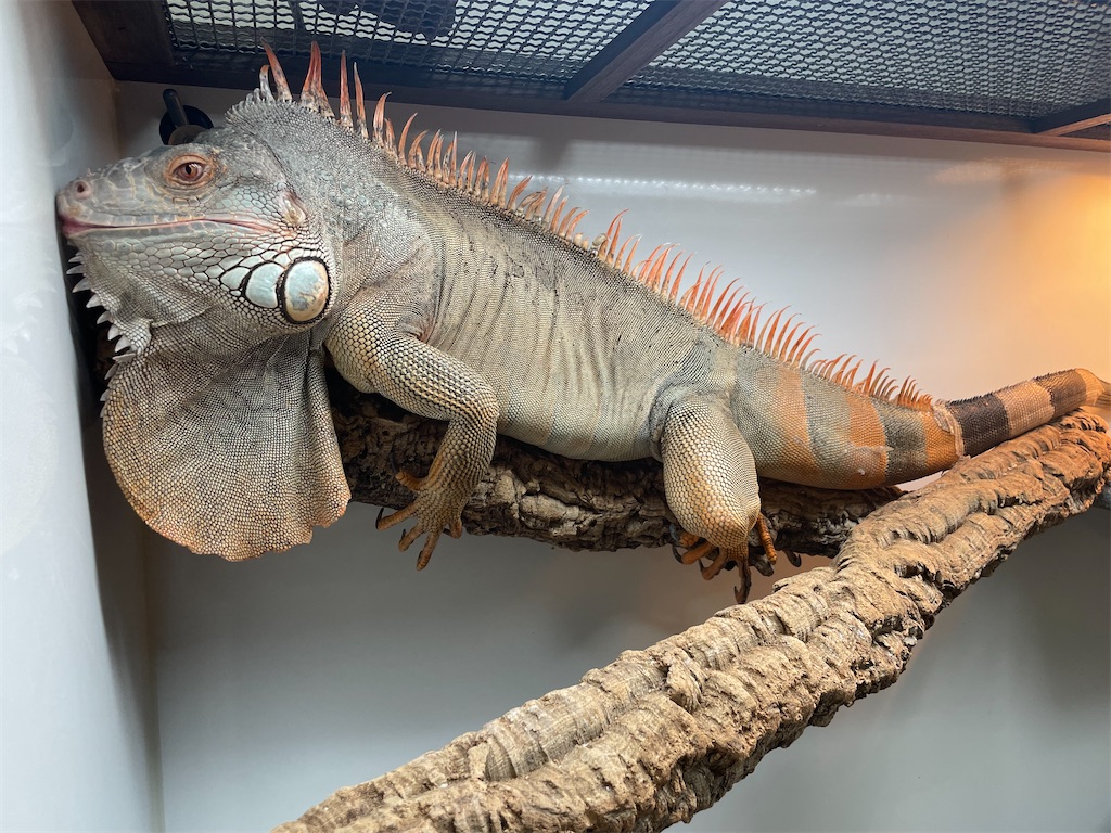 f:id:fandk1017:20250918182945j:image