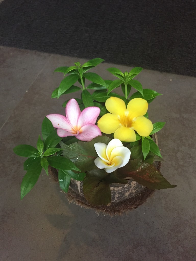 f:id:fantasie_impromptu:20180923064453j:plain f:id:fantasie_impromptu:20180923064453j:plain