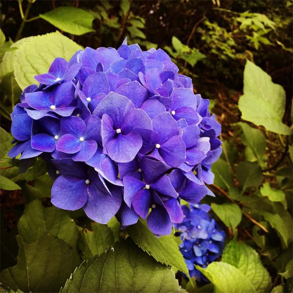 f:id:fantasticsky:20160803113321j:image