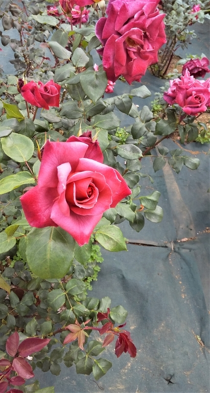 レヒットラオット また会いましょう シャロンの薔薇
