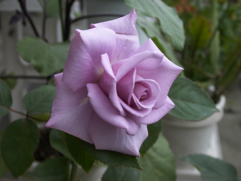 f:id:fantsht:20190731225437j:plain
