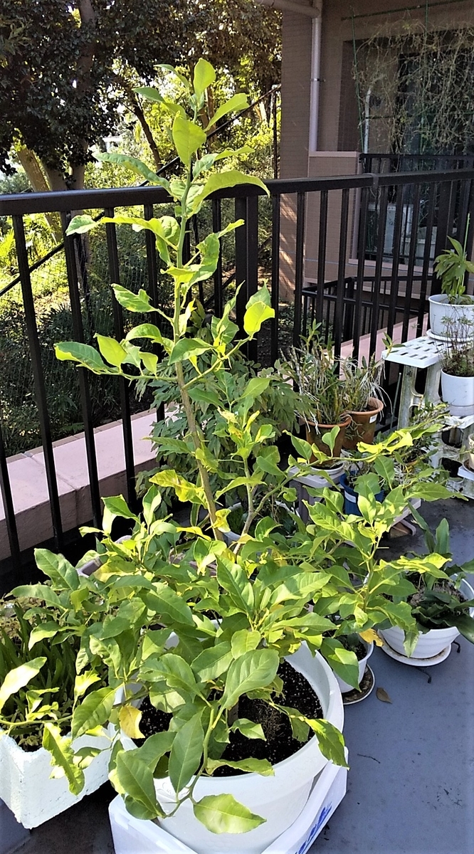 f:id:fantsht:20191105172347j:plain