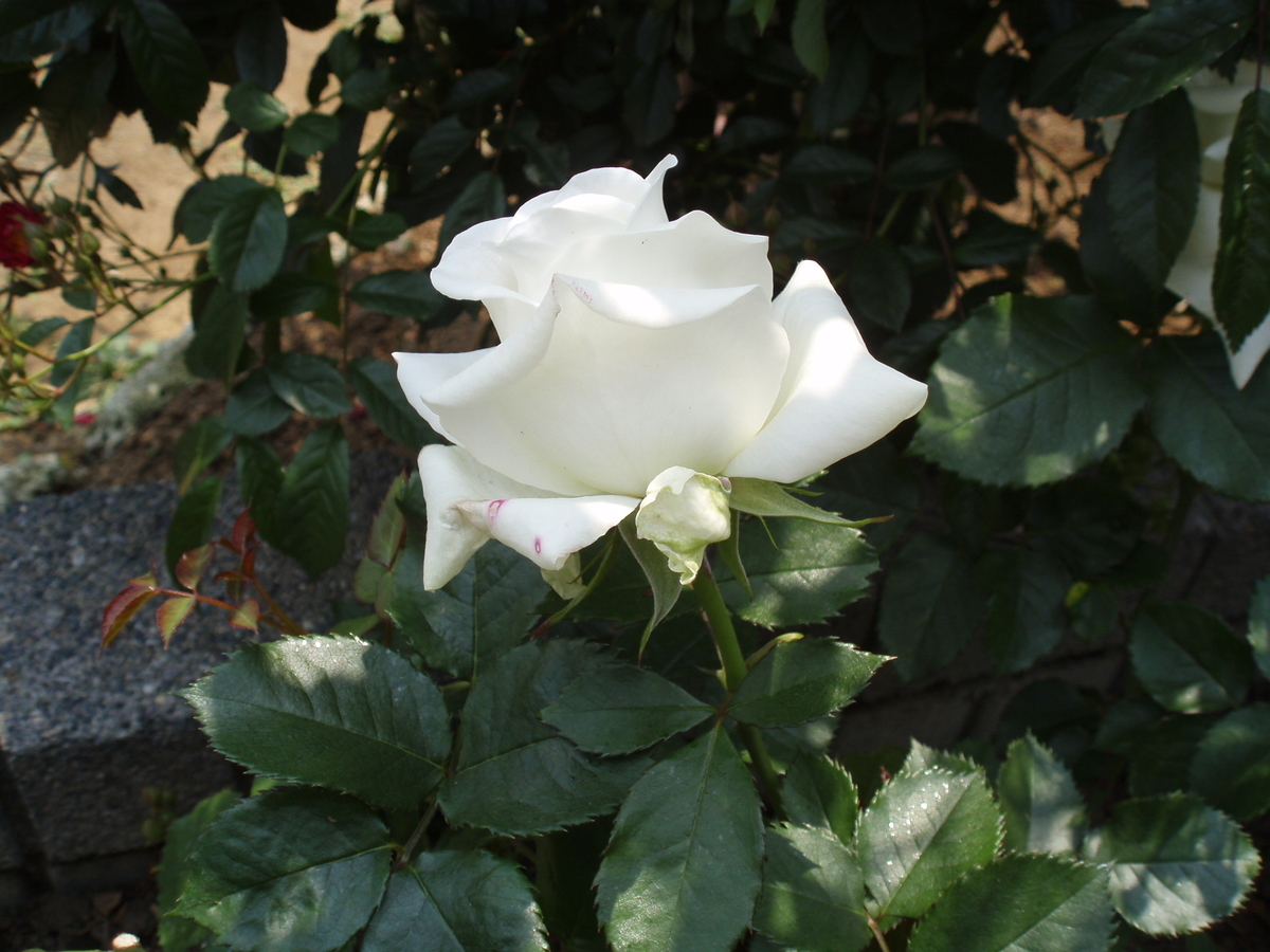 f:id:fantsht:20200418173240j:plain f:id:fantsht:20200418173240j:plain