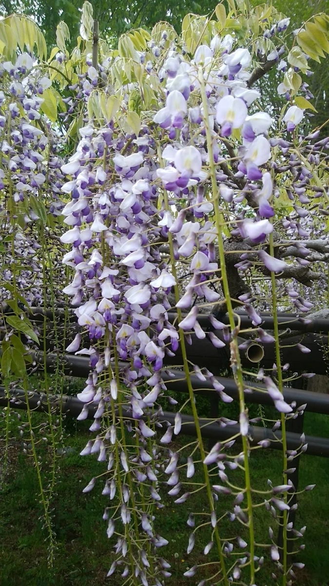 f:id:fantsht:20200501171816j:plain f:id:fantsht:20200501171816j:plain