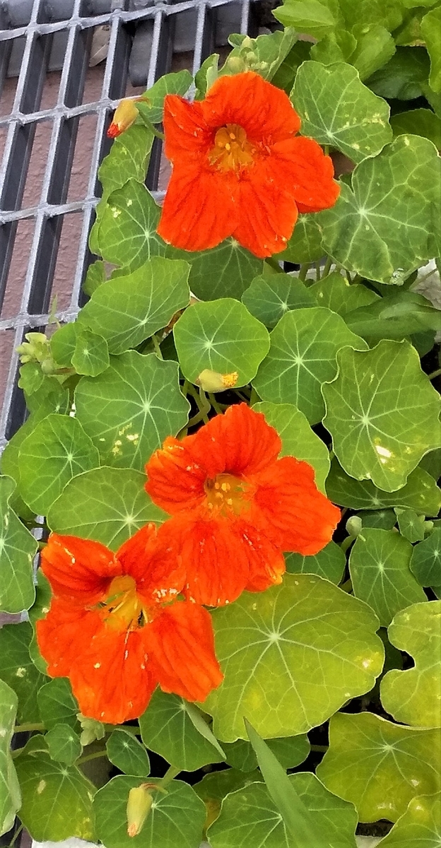 f:id:fantsht:20200522145242j:plain
