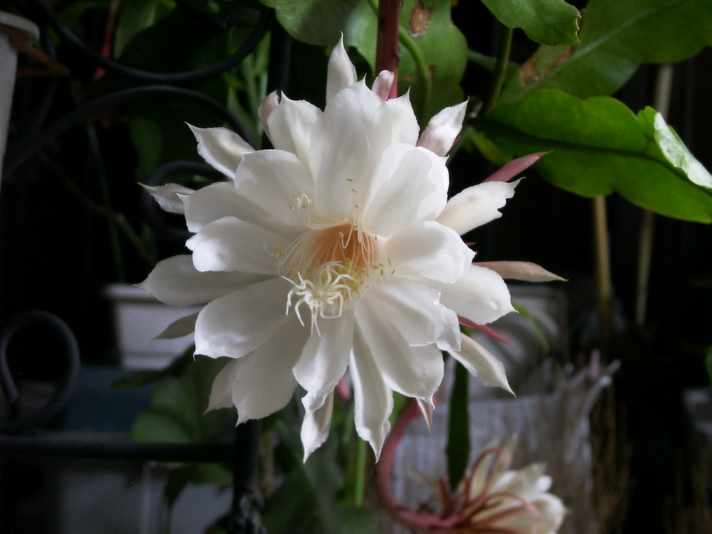 f:id:fantsht:20200722173900j:plain