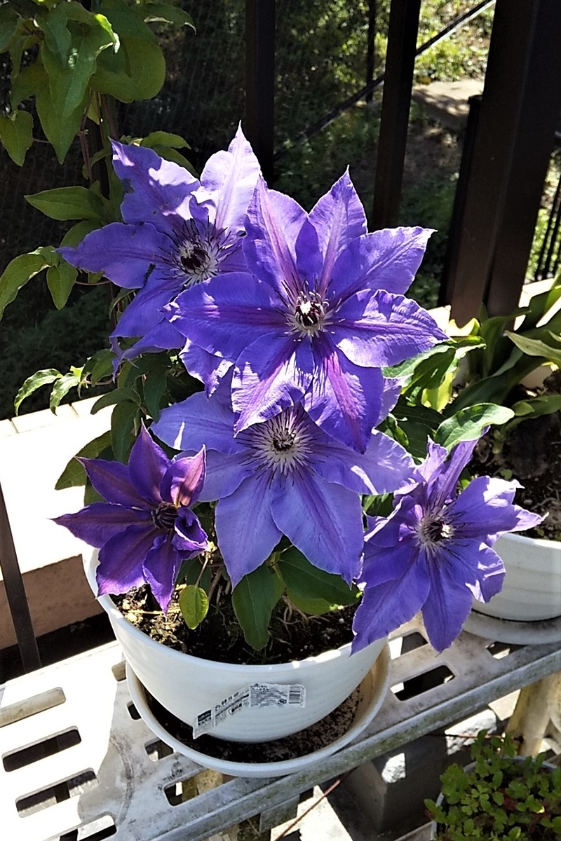 f:id:fantsht:20210420225047j:plain