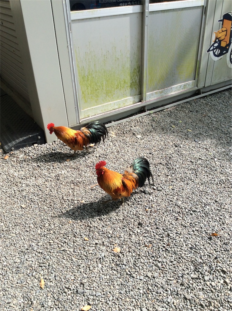 谷保天満宮の鶏 一人カラオケ日記