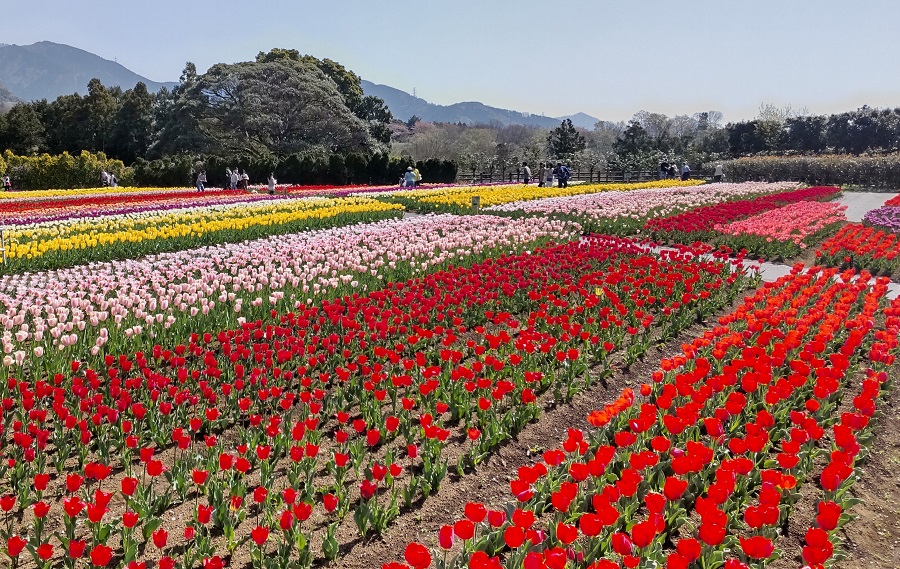 ツーリングスポット 秦野戸川公園のチューリップ 神奈川県秦野市 ぴーかんブログ