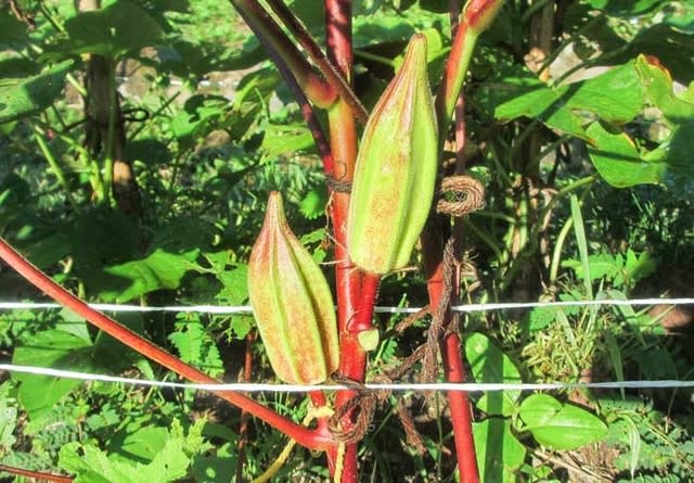 完璧な乙女縞瓜と、...ひ...姫が... - ”菜園 穏風(のどか)” 自然農で野菜作りに挑戦！
