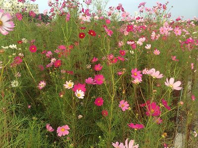f:id:farmert160:20161008113330j:plain