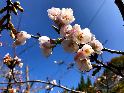 f:id:farmert160:20180325124703j:plain f:id:farmert160:20180325124703j:plain