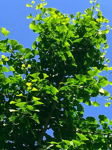 f:id:farmert160:20180527083418j:plain