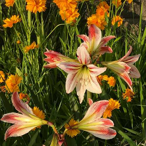 f:id:farmert160:20200523232158j:plain