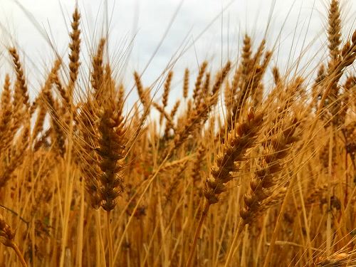 f:id:farmert160:20200531095406j:plain f:id:farmert160:20200531095406j:plain