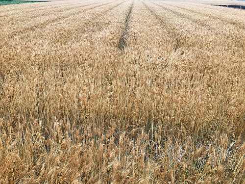 f:id:farmert160:20200531095428j:plain f:id:farmert160:20200531095428j:plain