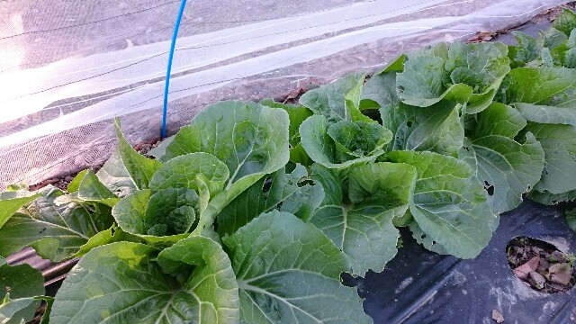 f:id:farmwell:20171112162804j:image