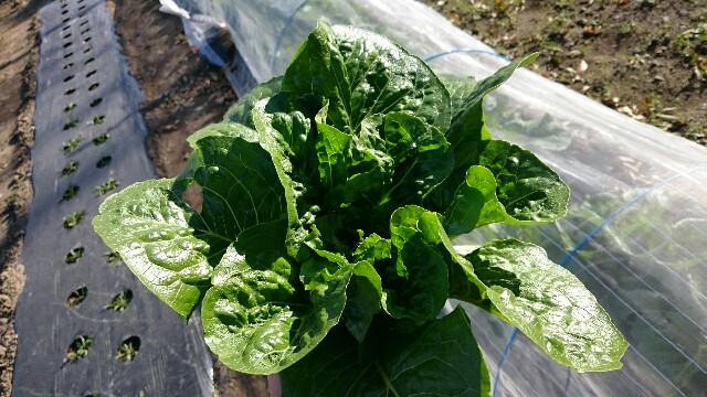 f:id:farmwell:20171119194541j:image