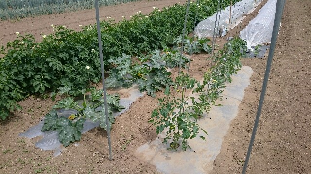 f:id:farmwell:20180603203522j:image
