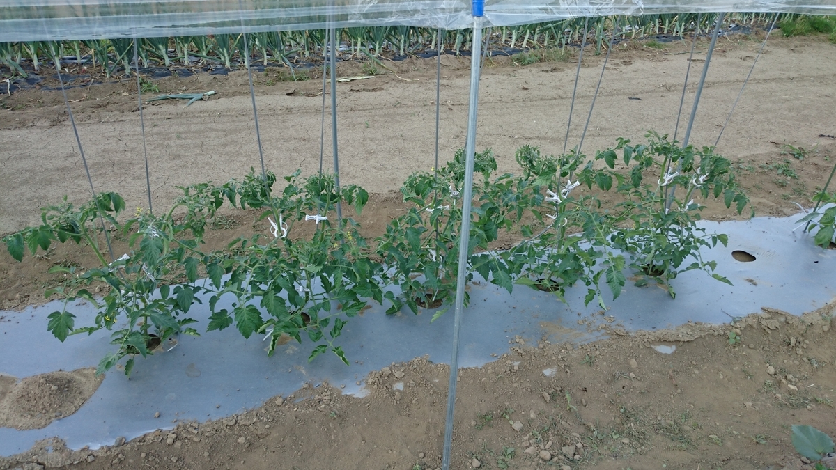 f:id:farmwell:20190717224218j:plain