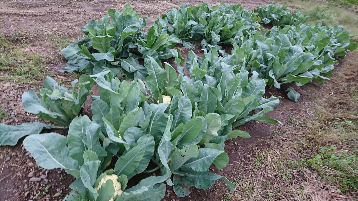 f:id:farmwell:20191104212912j:plain