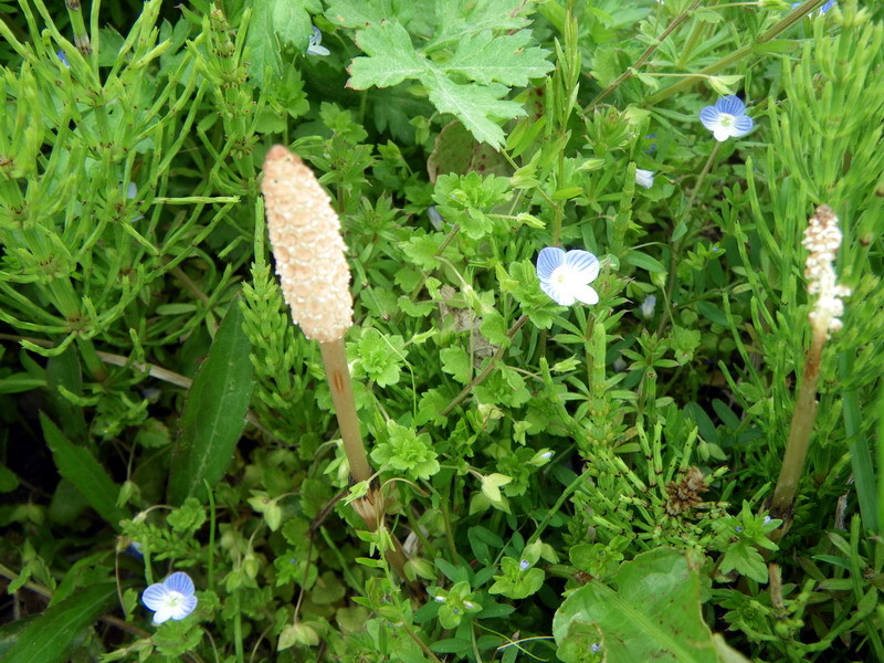 f:id:farucon:20100409123743j:image:w300,h225,right