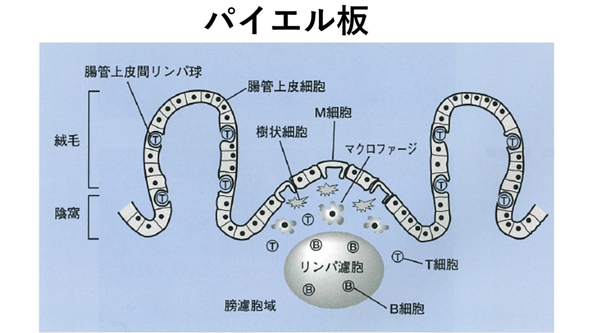 f:id:fastingchange:20200427152718j:plain