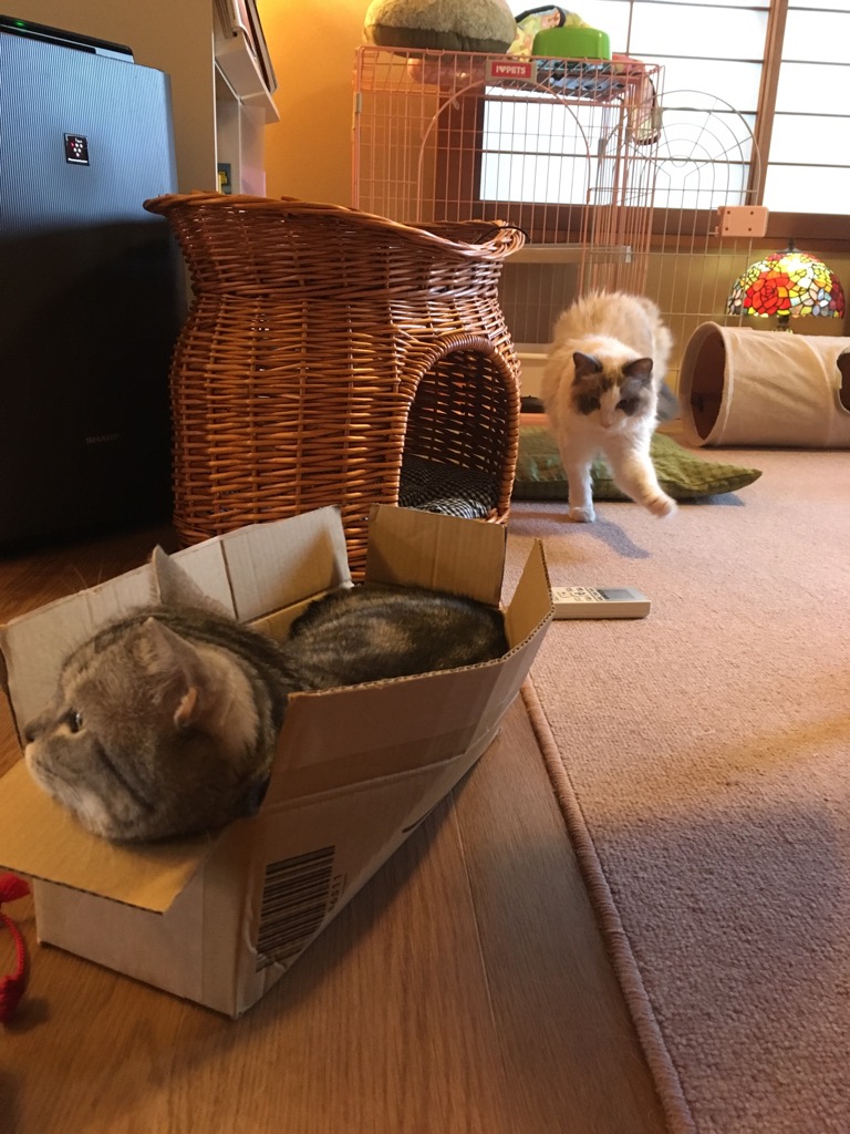 f:id:fatelinker:20190916041631j:plain f:id:fatelinker:20190916041631j:plain