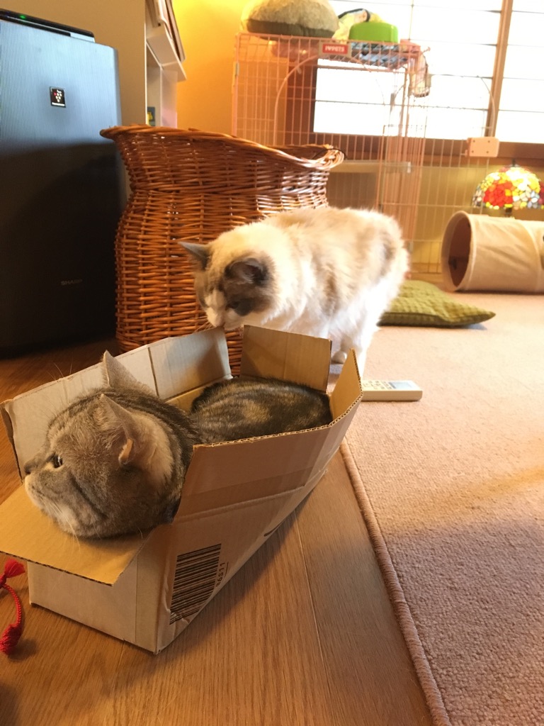 f:id:fatelinker:20190916041813j:plain f:id:fatelinker:20190916041813j:plain