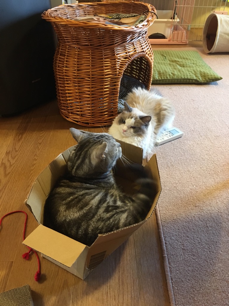 f:id:fatelinker:20190916041938j:plain f:id:fatelinker:20190916041938j:plain
