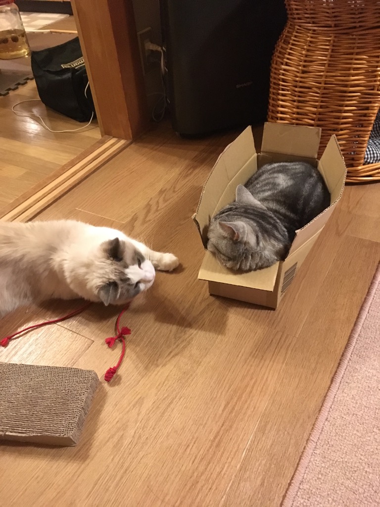 f:id:fatelinker:20190916042132j:plain f:id:fatelinker:20190916042132j:plain