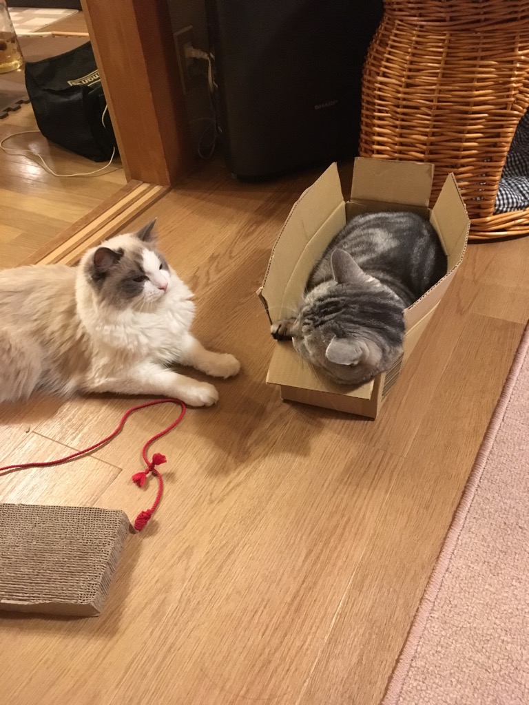 f:id:fatelinker:20190916042336j:plain f:id:fatelinker:20190916042336j:plain