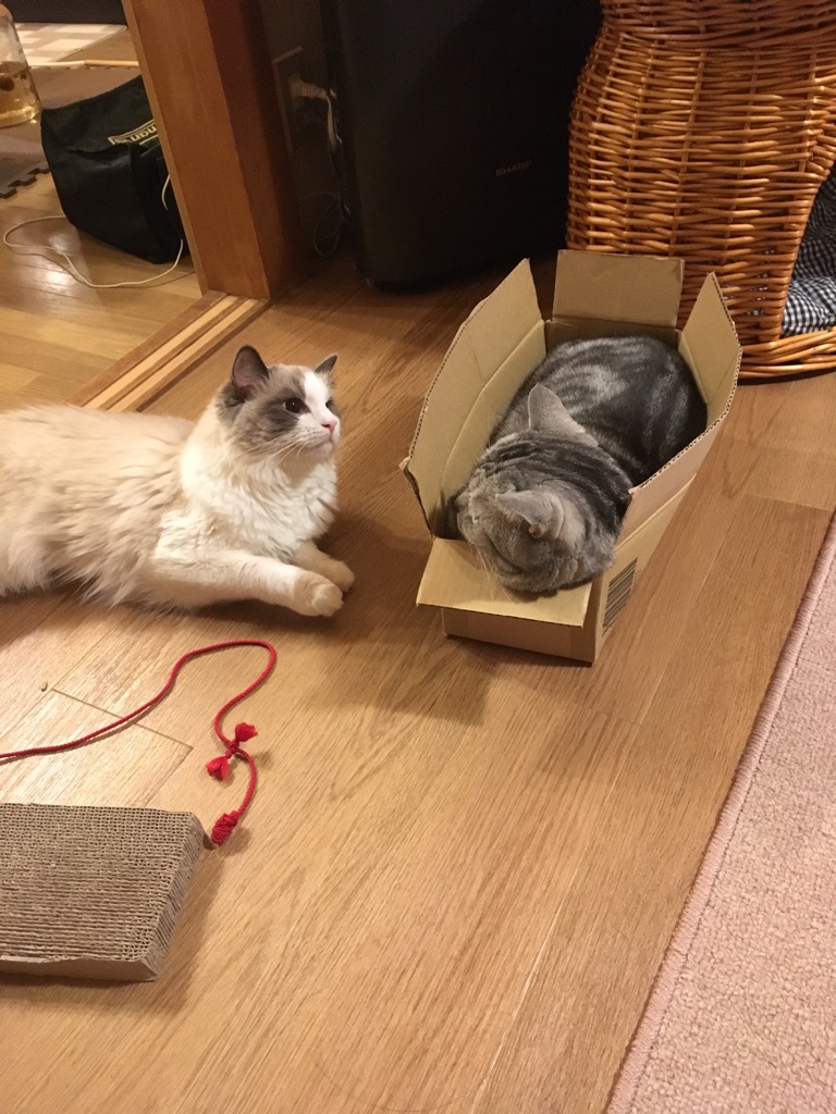 f:id:fatelinker:20190916042552j:plain f:id:fatelinker:20190916042552j:plain