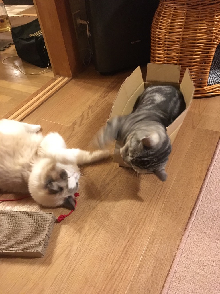 f:id:fatelinker:20190916042755j:plain f:id:fatelinker:20190916042755j:plain