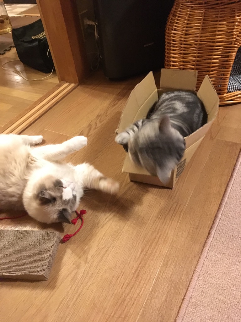 f:id:fatelinker:20190916042955j:plain f:id:fatelinker:20190916042955j:plain
