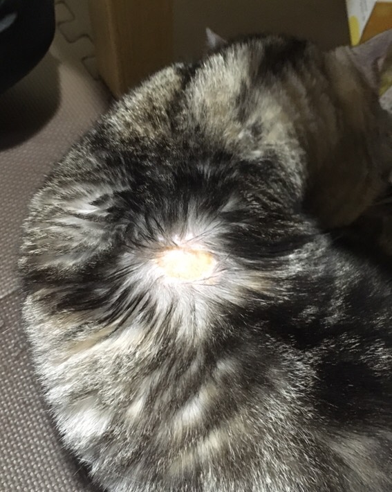 f:id:fatelinker:20190924124916j:plain f:id:fatelinker:20190924124916j:plain
