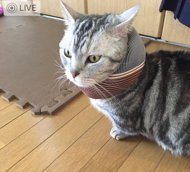 f:id:fatelinker:20190924130742j:plain f:id:fatelinker:20190924130742j:plain